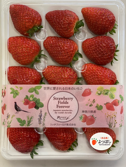 いちご(よつぼし) 450g (グローバルGAP認証品) ギフト用
