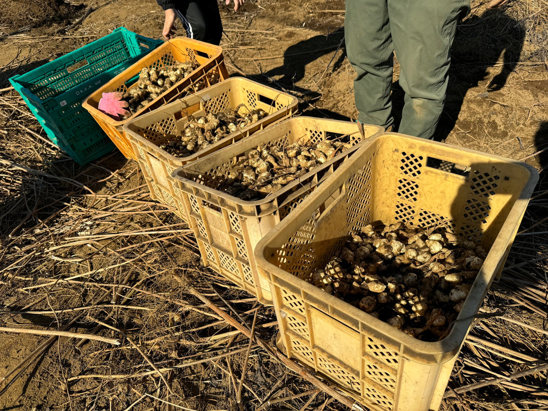 にこにこ農園主催　菊芋掘り体験レポート