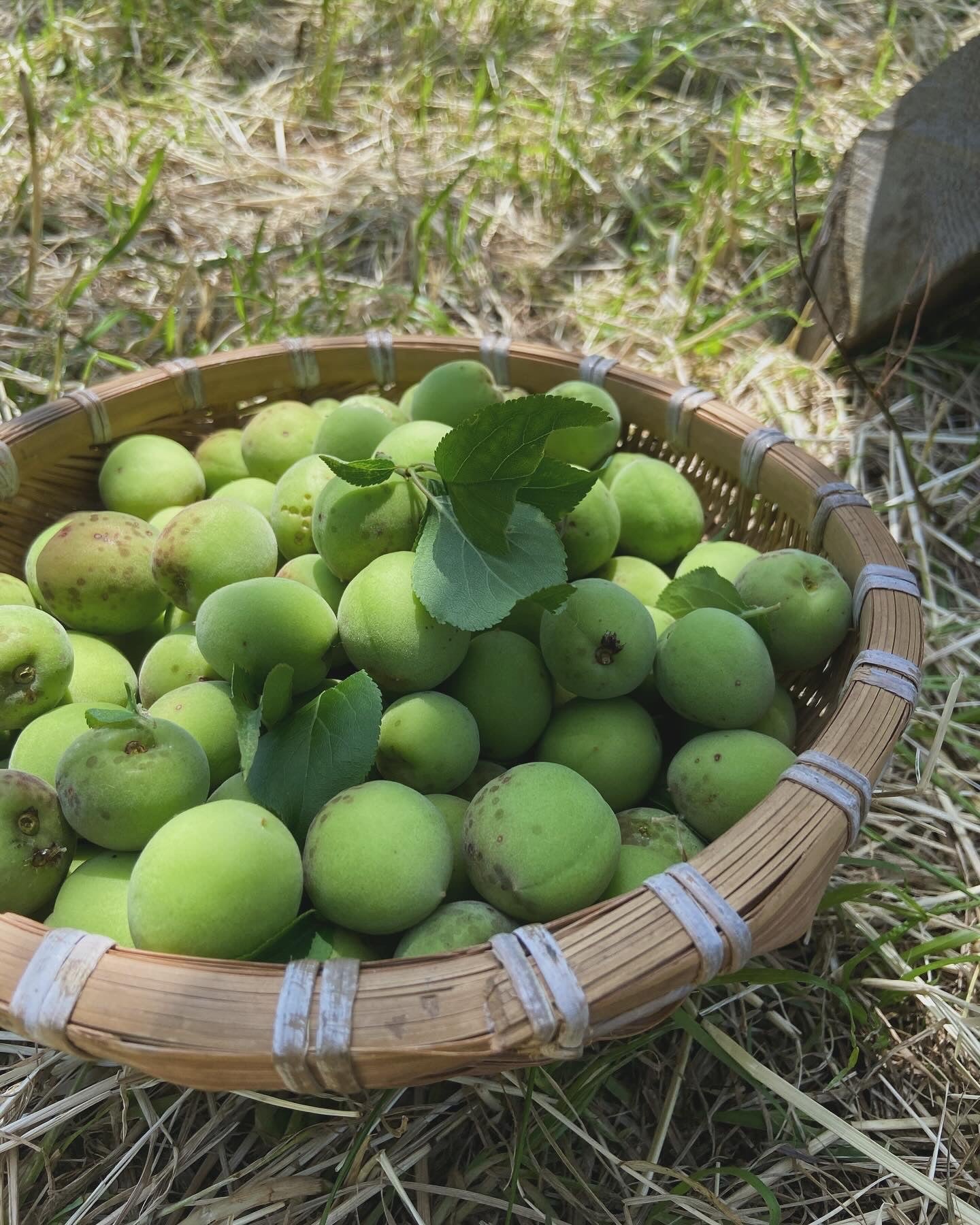 梅（青梅・小粒）1kg