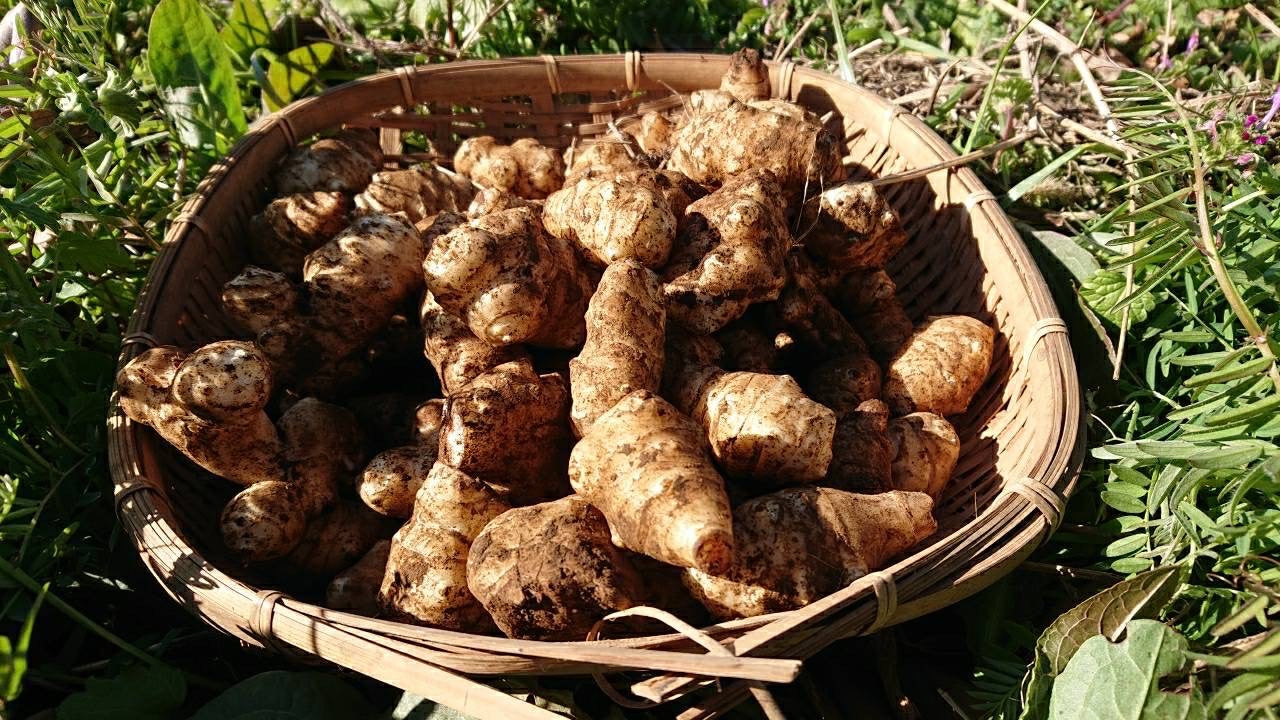 身体においしい！菊芋　1.0kg